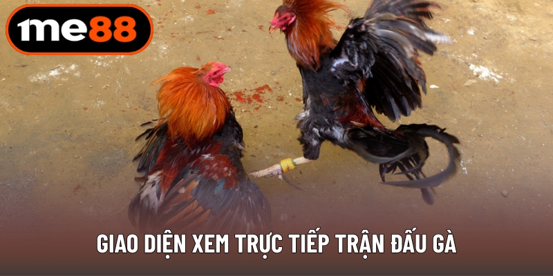 Giao diện xem trực tiếp trận đấu gà
