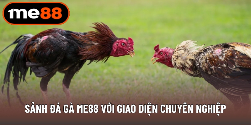Sảnh đá gà ME88 với giao diện chuyên nghiệp