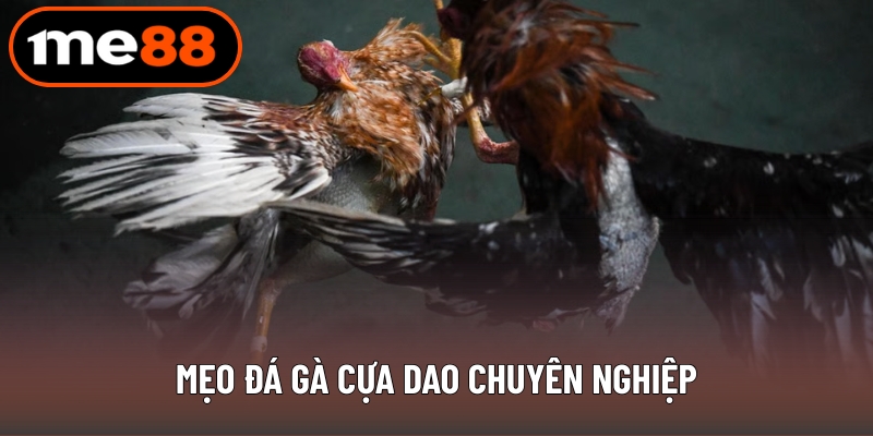 Mẹo đá gà cựa dao chuyên nghiệp