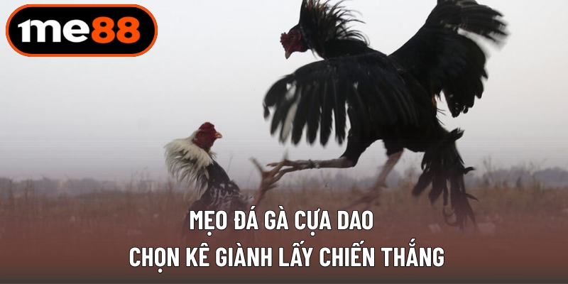 Mẹo Đá Gà Cựa Dao - Chọn Kê Giành Lấy Chiến Thắng