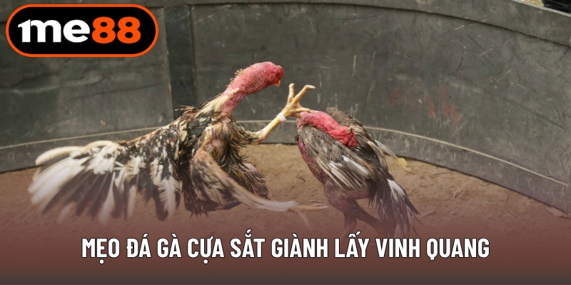 Mẹo đá gà cựa sắt giành lấy vinh quang