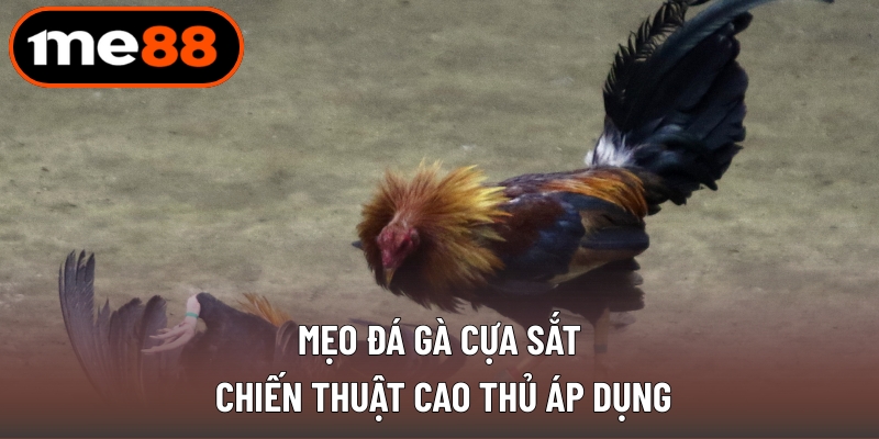 Mẹo Đá Gà Cựa Sắt - Chiến Thuật Cao Thủ Áp Dụng