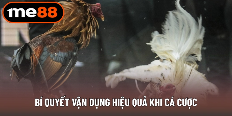 Bí quyết vận dụng hiệu quả khi cá cược