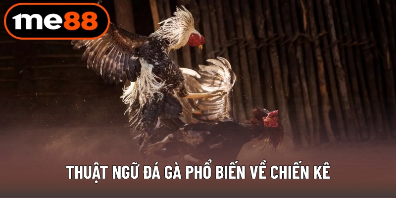 Thuật ngữ đá gà phổ biến về chiến kê
