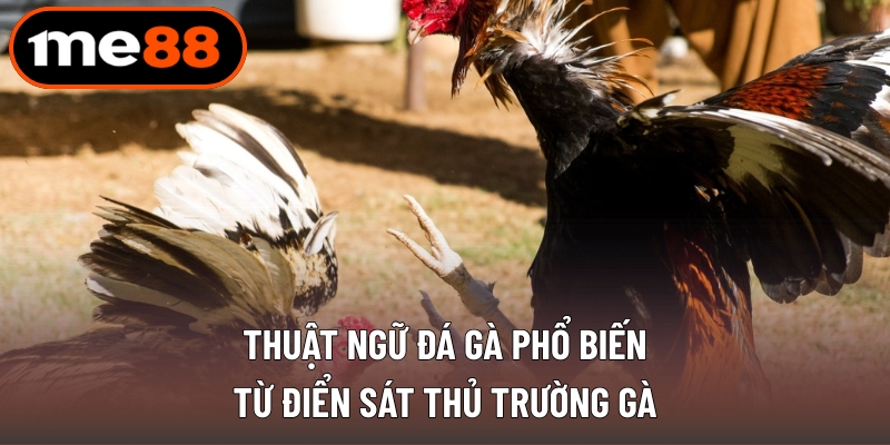 Thuật Ngữ Đá Gà Phổ Biến - Từ Điển Sát Thủ Trường Gà